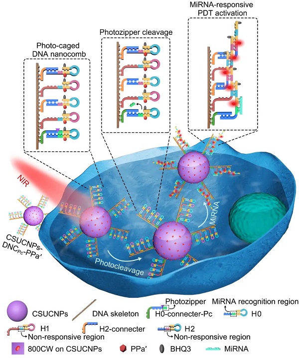探索·收获！鞠熀先课题组提出早期癌症的精准治疗方法